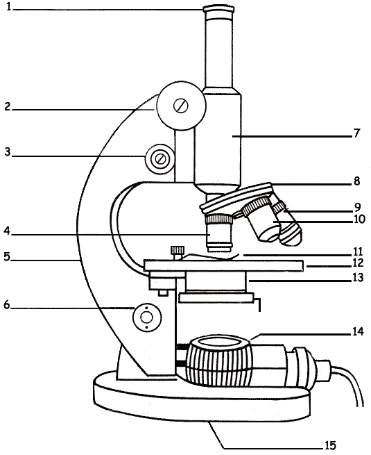 Microscope Diagram Labeled Unlabeled And Blank Parts Of A Microscope Sexiz Pix